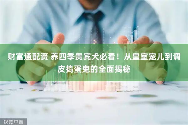 财富通配资 养四季贵宾犬必看！从皇室宠儿到调皮捣蛋鬼的全面揭秘